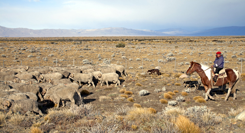 Gauchoerne passer får på de store gårde i Patagonien